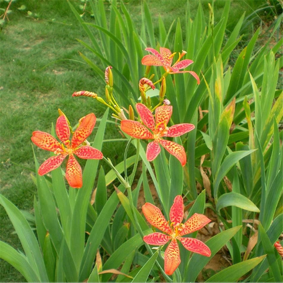 射干水生鸢尾红花花径药材多年生种子姜水生干草家庭园艺种子