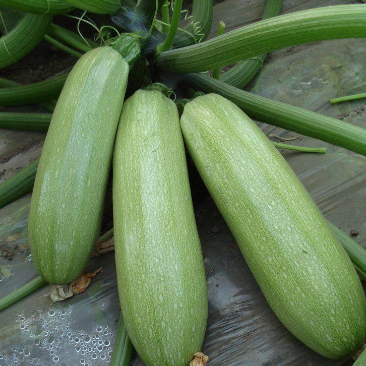 种子占瓜蔬菜茄瓜角窝瓜小瓜菜瓜新抗病抗病早青家庭园艺种子