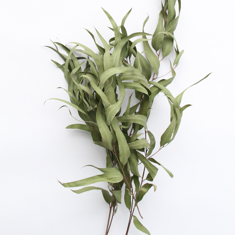 尤加利叶干花花束配叶nis北欧风搭配干树枝配叶花束搭配装饰摆设