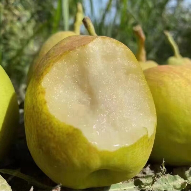 新疆特产库尔勒香梨特级大果多汁新鲜水果礼盒梨