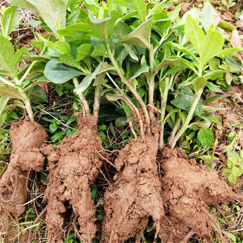 高丽参苗新鲜土人人参菜苗参土洋参福参栌兰绿植