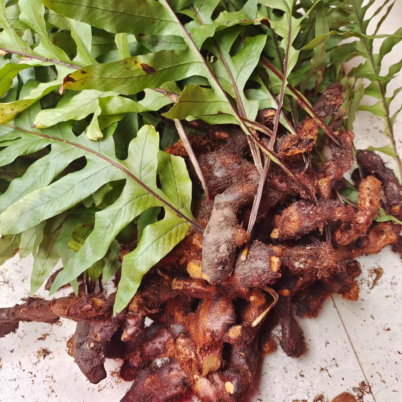 槲蕨全草新鲜鸡姜生姜毛生姜骨碎石岩姜过山石毛姜绿植