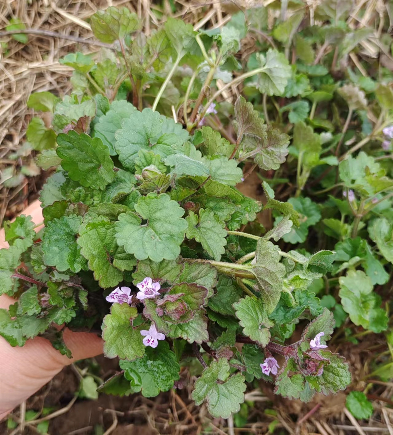 活血遍地透骨过墙十八连钱钹儿草苗观赏花绿植