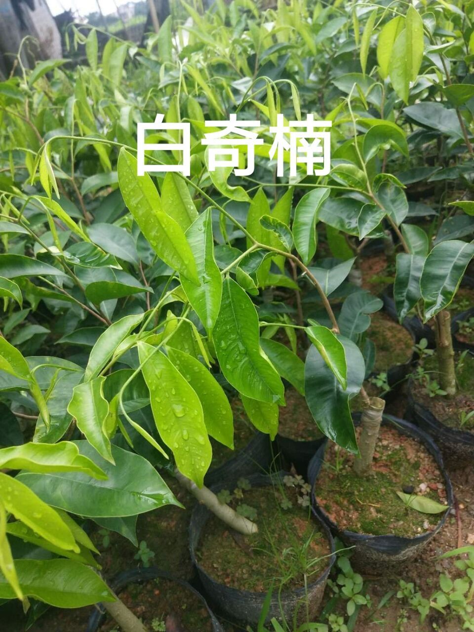 正宗嫁接沉香第一一代奇楠白棋树苗绿油黑珍珠行道树