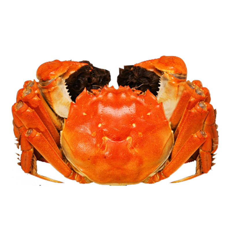 兴化红膏大闸蟹现货鲜活水产蟹塘捕捞4两母3两各大闸蟹