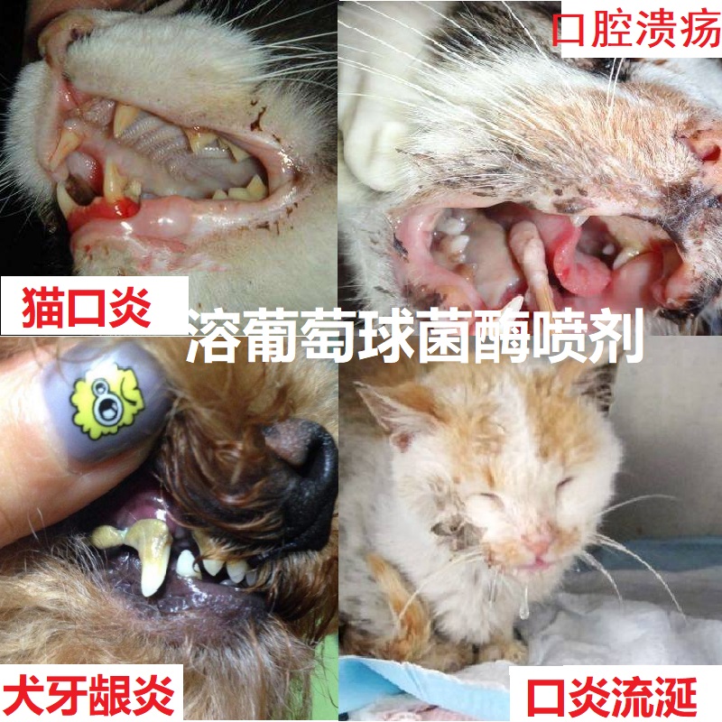 葡萄球菌可鲁口腔喷剂口炎护理液犬猫口炎猫口流涎口腔清洁