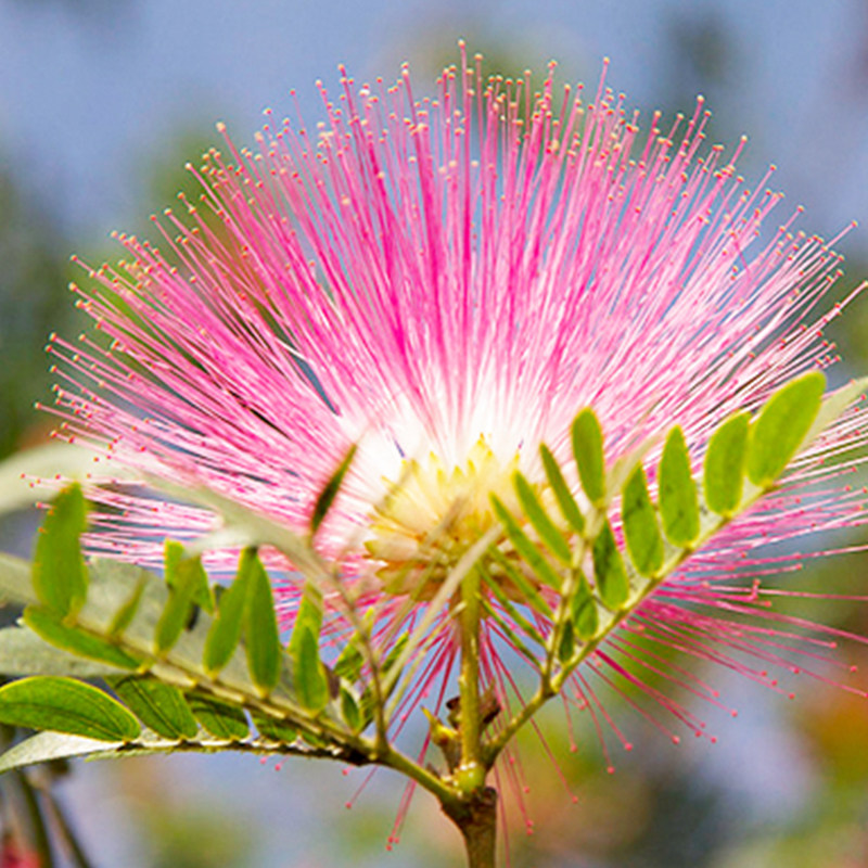 盆栽香水合欢花盆阳台庭院造景植物细叶粉扑时令草本花卉