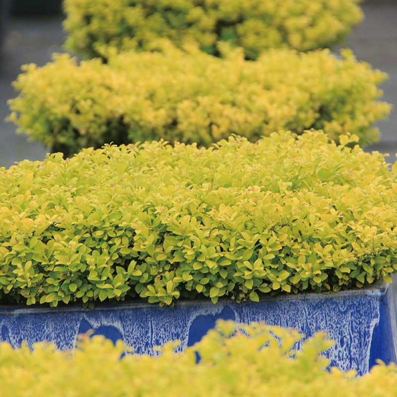 金宝石冬青花园庭院别墅园林绿化工程苗木四季常绿观叶