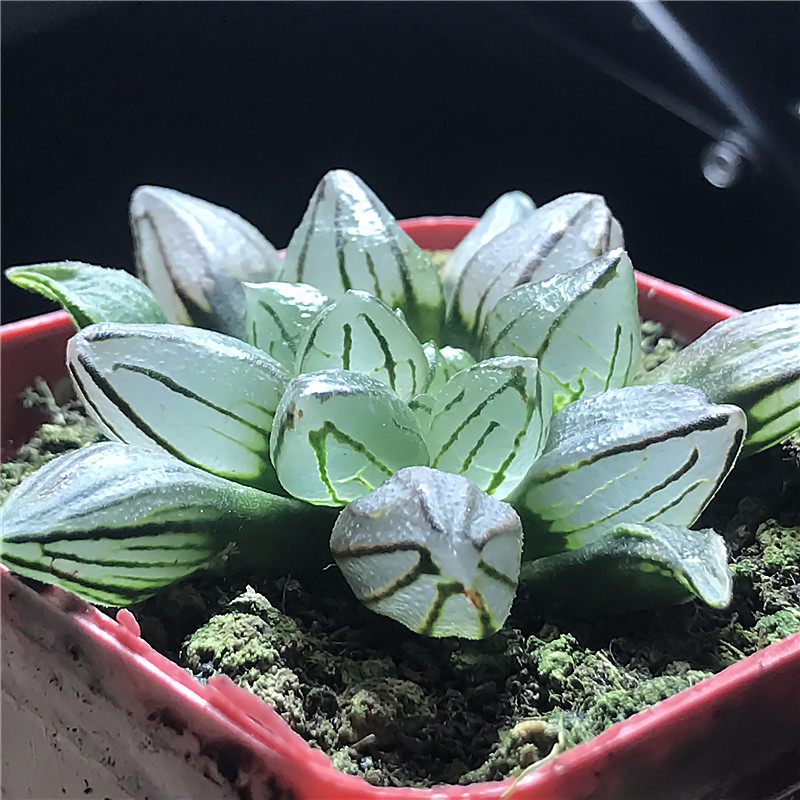 西瓜寿 多肉组培苗 瓦苇十二卷属 多肉植物