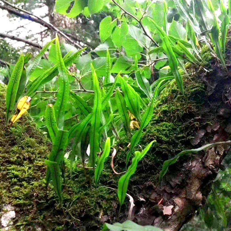 长白山野生肾精茶养生茶化石草石韦草男性精品肾精草茶石韦茶正品