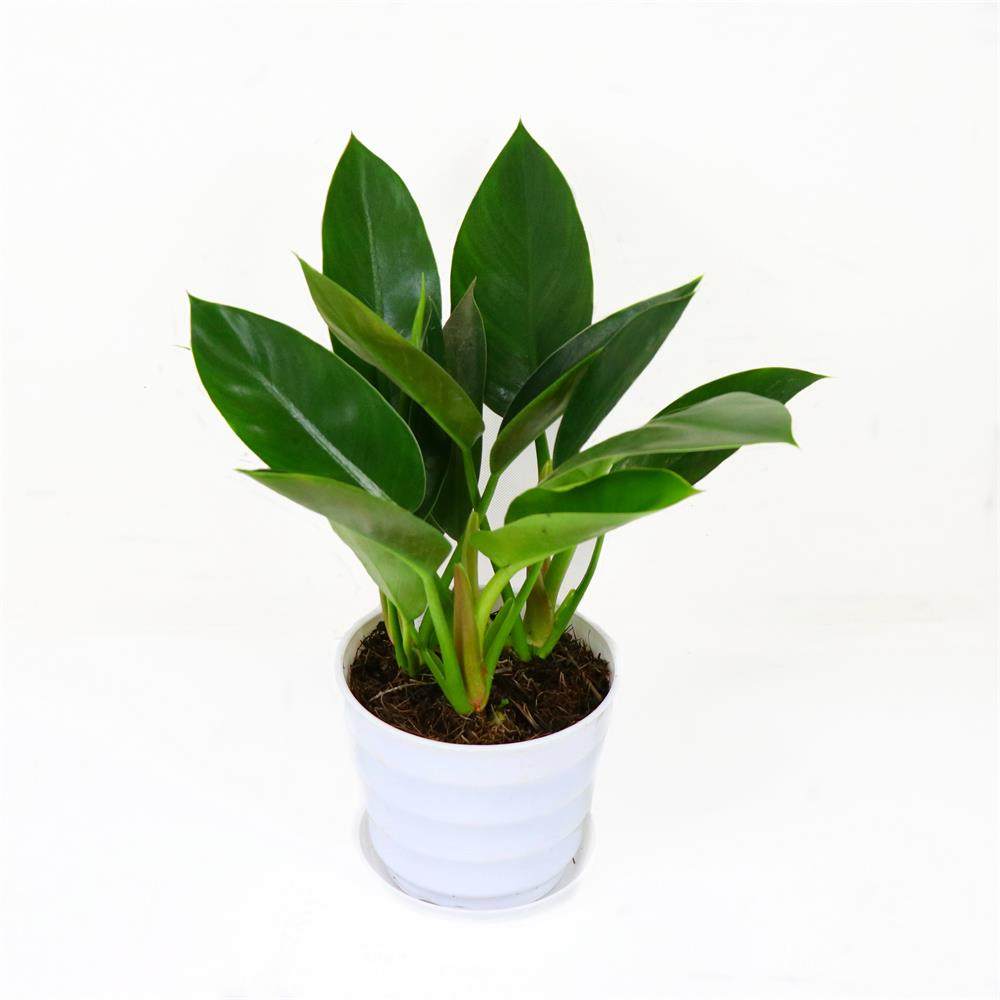 大叶金钻盆栽室内大型客厅甲醛公主万年青四季绿植