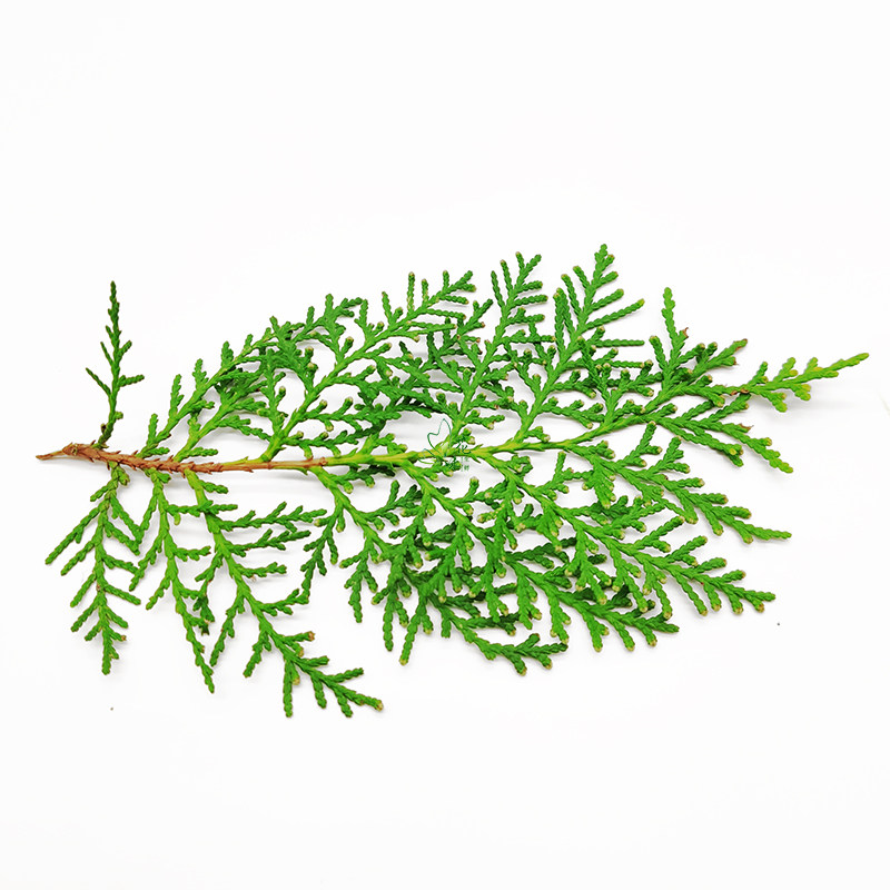 松树叶新鲜 饰 盒日料料理西餐餐饮摆盘装 30片 松枝 绿松 - 爱购网