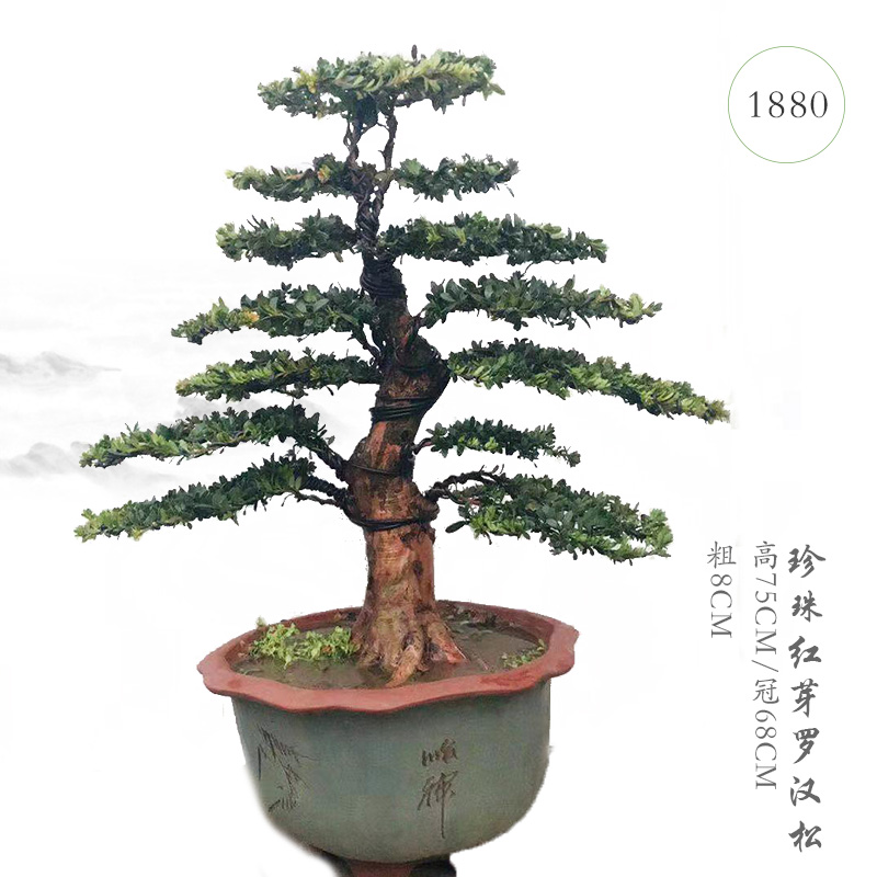 罗汉松盆景 米叶罗汉松 雀舌罗汉松 珍珠红芽罗汉松