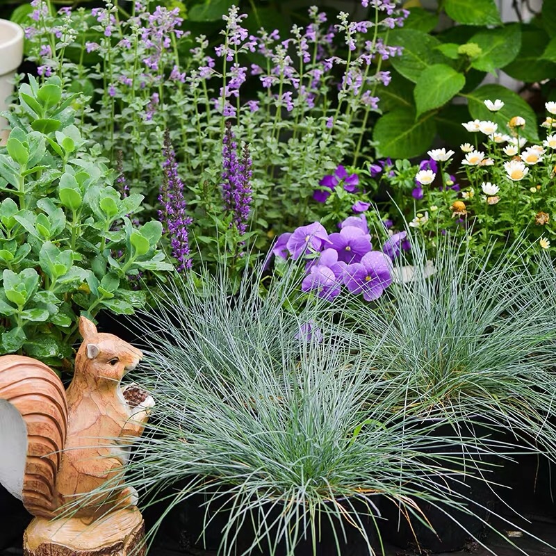 蓝羊茅观赏草 花镜植物 庭院花园耐阴耐寒地被盆栽 四季好养易活