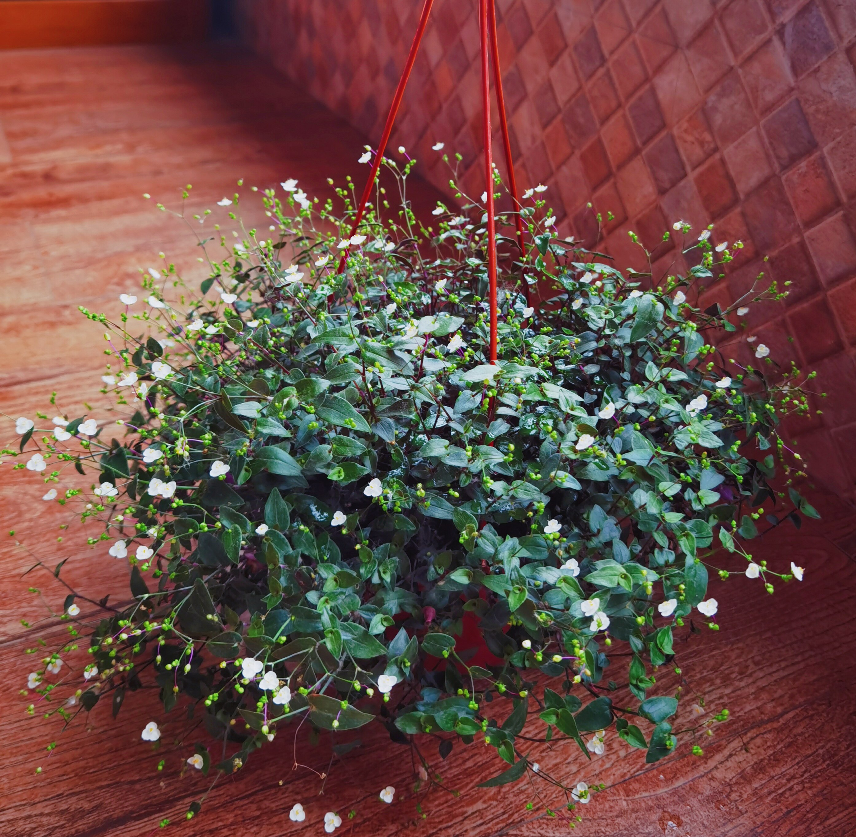 垂吊开花婚纱吊兰盆栽满天星阳台花卉花园植物花卉