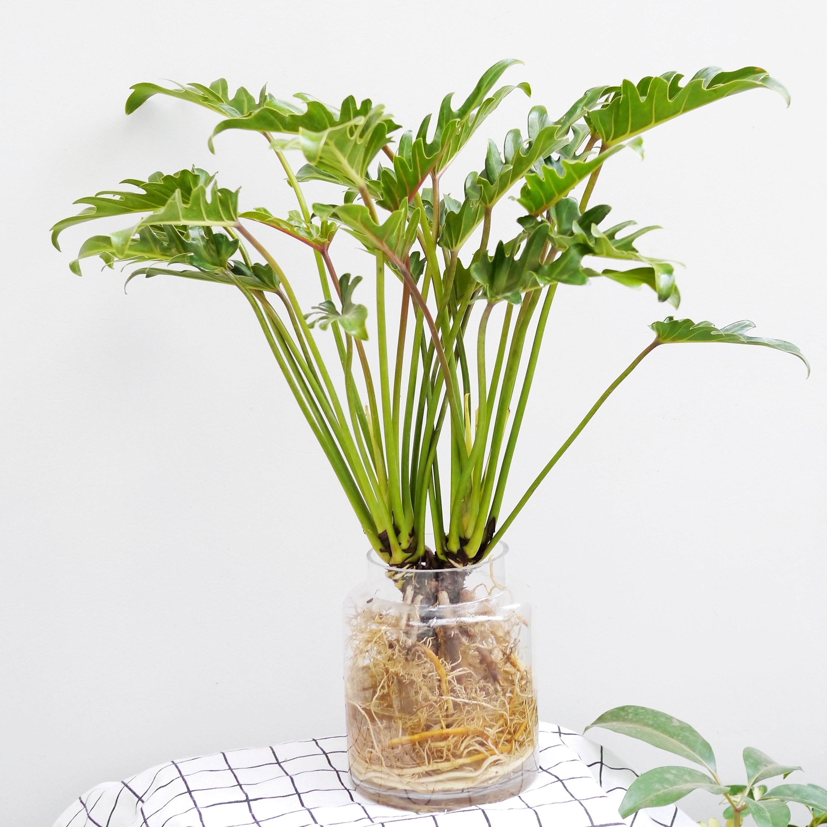 水培小天使简约透明花瓶玻璃盆栽绿植蔓绿叶绿植花瓶