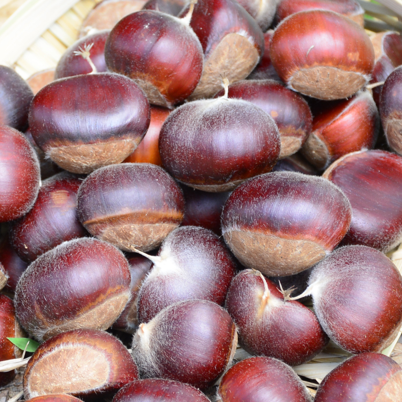 宜兴板栗2020年现摘现剥带壳毛栗子溧阳大栗2斤5斤全国大部包邮