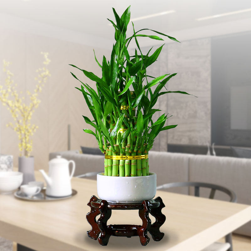 节节高竹塔富贵竹水培植物花卉水养室内办公室小绿植竹子盆栽包邮