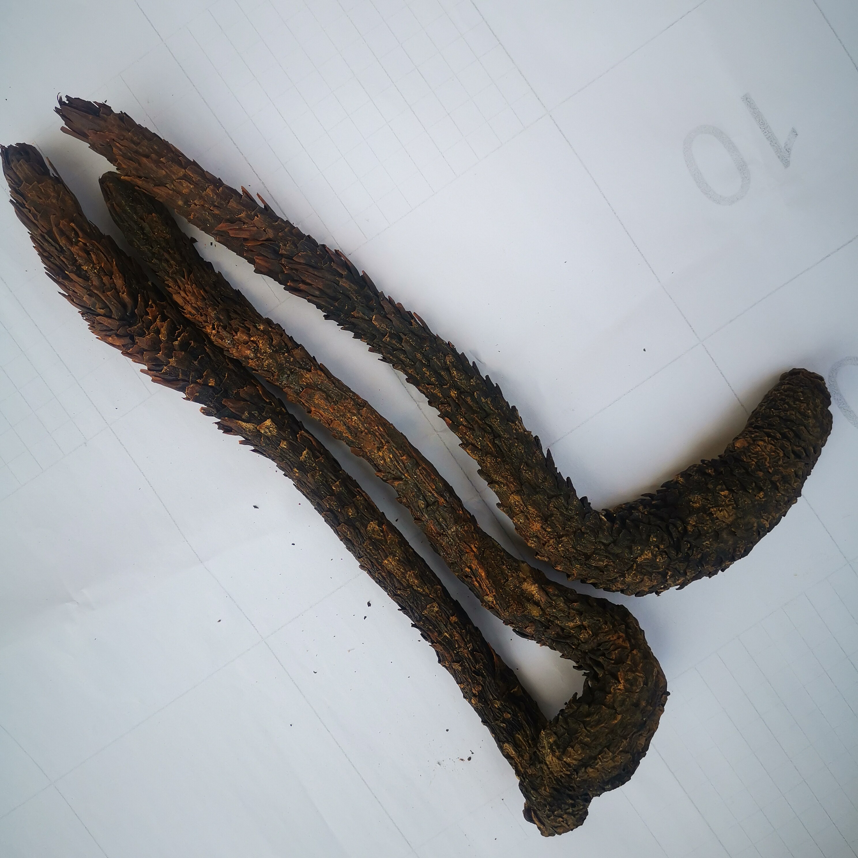 内蒙阿拉善油性干肉苁蓉切片泡茶酒料整根新疆其他药食同源食品