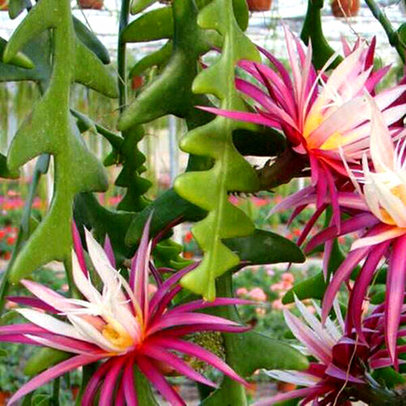 鱼骨昙花盆栽绿植花卉锯齿令箭荷花多肉植物时令草本花卉