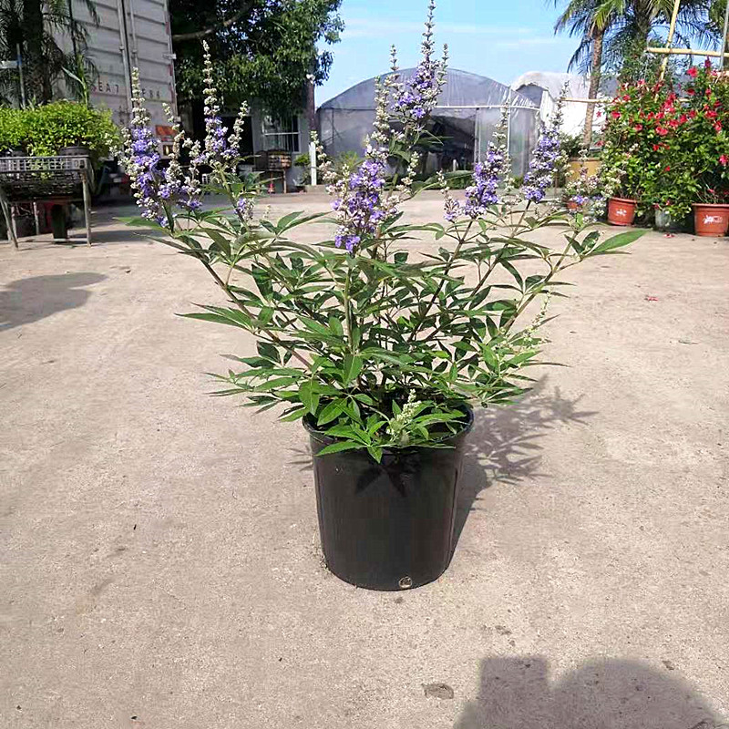 穗花牡荆盆栽树状薰衣草庭院阳台多年生木本花卉时令草本花卉