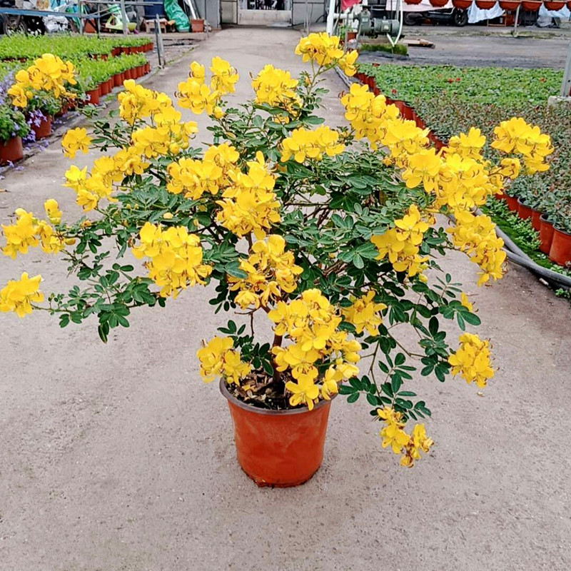 黄金梅耐寒花苞满树灌木多年生花卉室外耐热槐花时令草本花卉