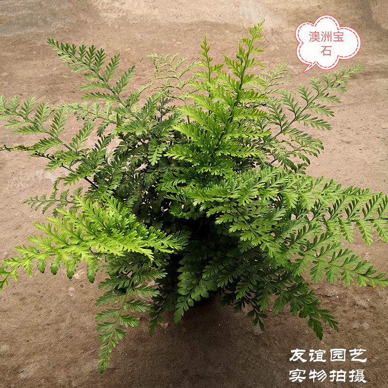 进口澳洲宝石蕨类植物耐寒盆栽吉姆网红室内绿植