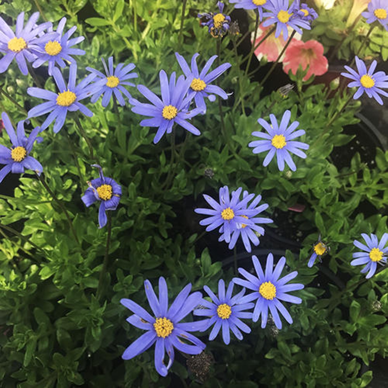 蓝玛花苗盆栽蓝色玛格丽特植物花卉阳台小雏菊组合时令草本花卉