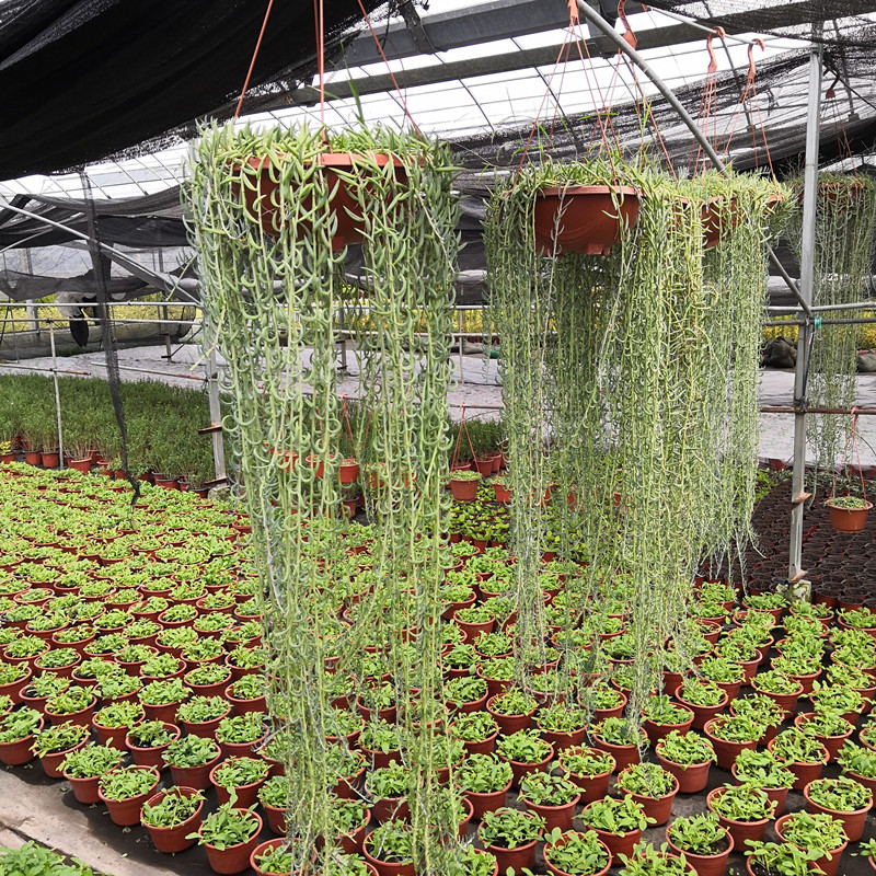 植物多肉羊角吊兰防辐射绿植花卉垂吊盆栽净化空气绿植