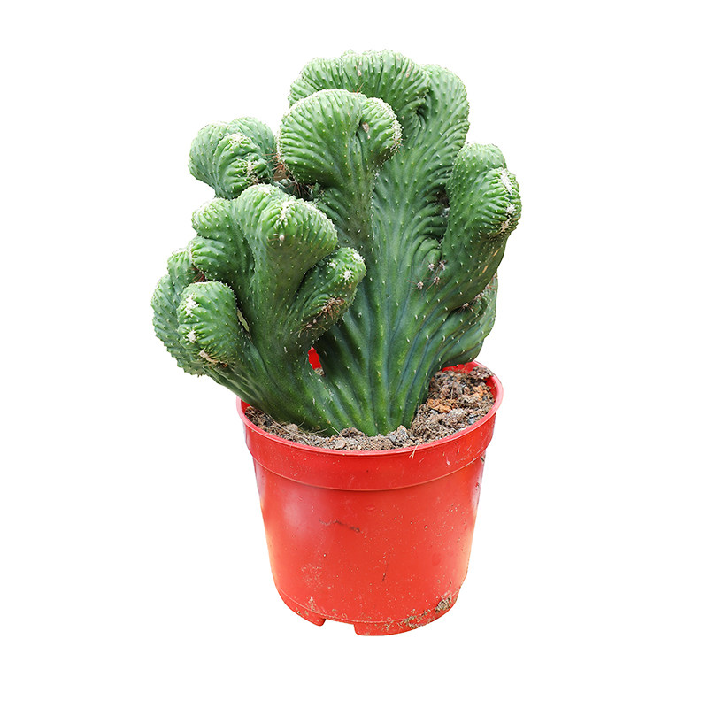 麒麟盆栽多肉植物玉麒麟仙人掌镇花卉绿植龙骨多肉植物