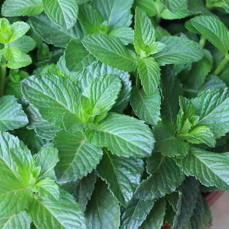 薄荷盆栽可食用紫苏柠檬荷叶罗勒迷迭香室内绿植绿植