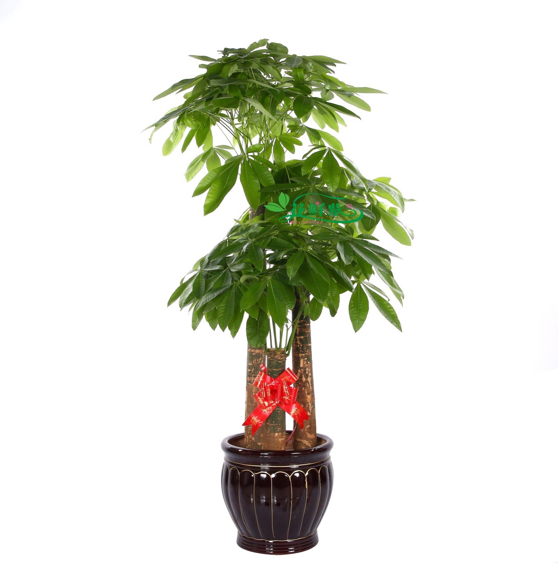 深圳发财树盆栽大植物室内办公室客厅绿植招财树同城开业乔迁送礼