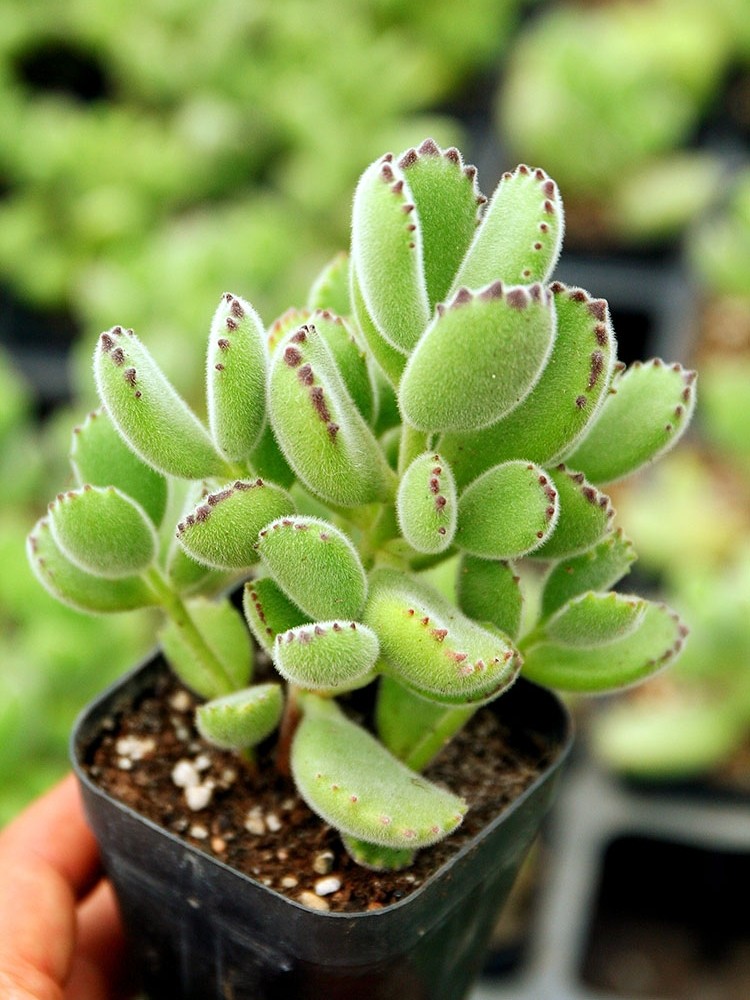 小仙肉多头满额发货带土带盆老桩群生绿熊熊童子多肉植物