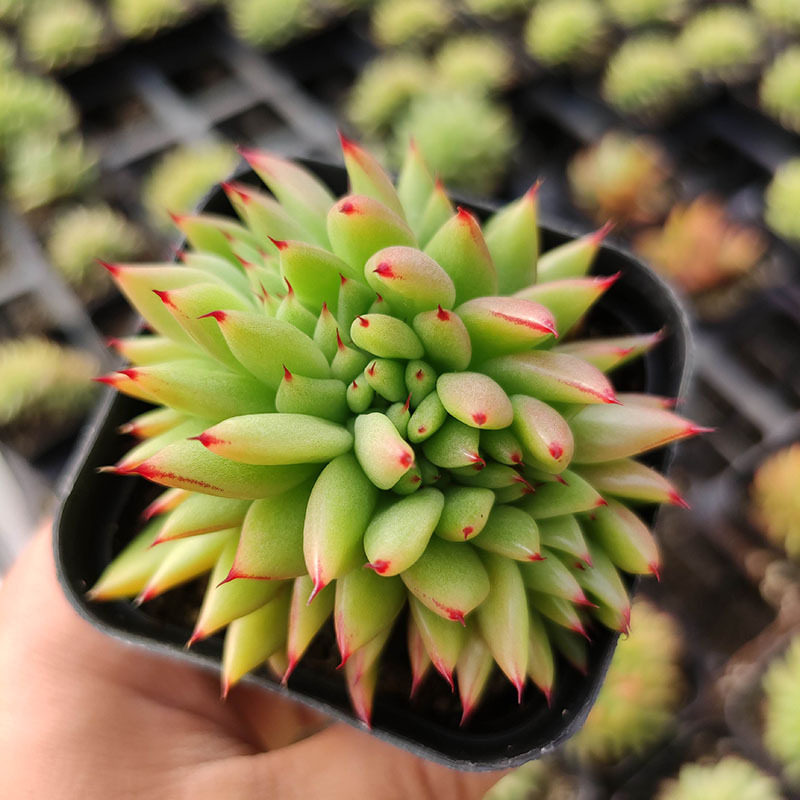 虎鲸缀化多肉植物盆栽老桩含盆带土室内窗台多肉植物