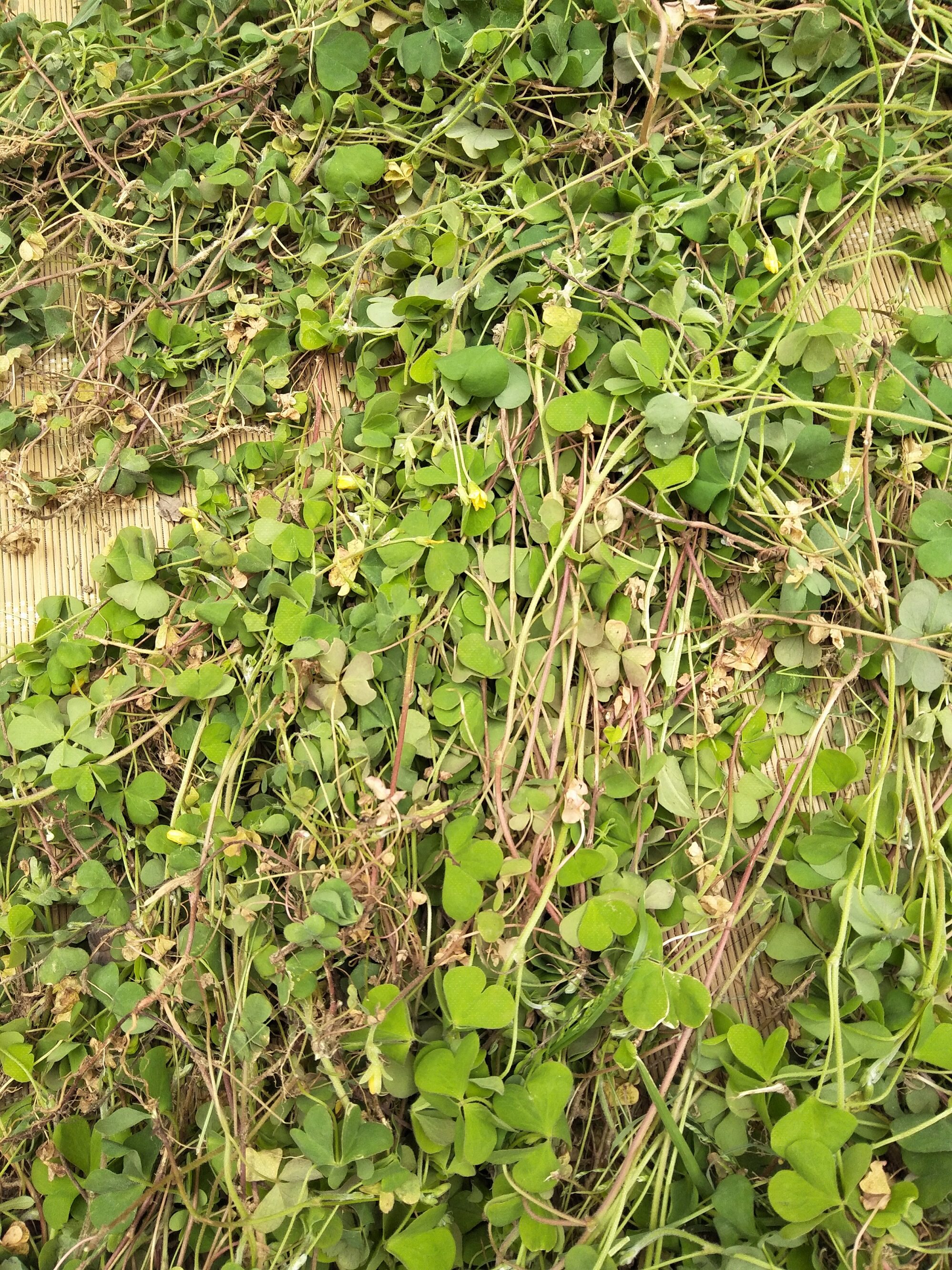 野生新货黄花酢浆草醡浆草炸酱草酸浆草斑鸠酸三叶草2份包邮