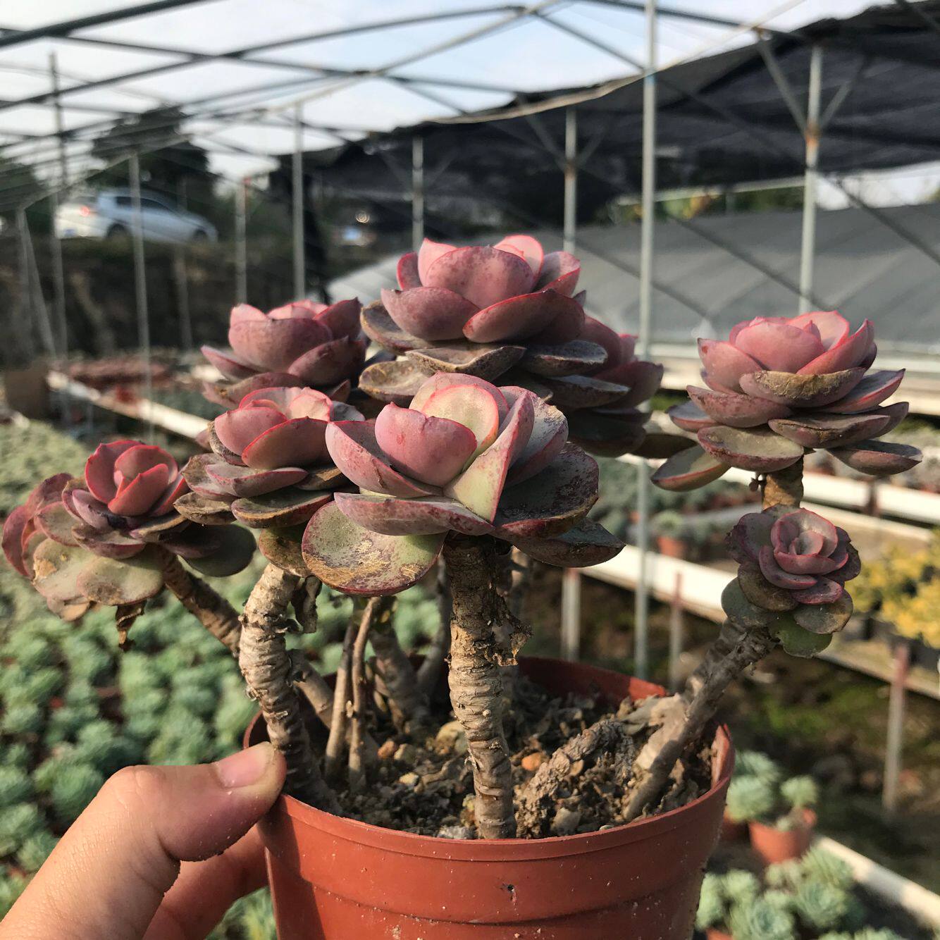 大叶秀妍初吻大老桩多头多肉植物阳台办公室庭院美观防辐射花卉