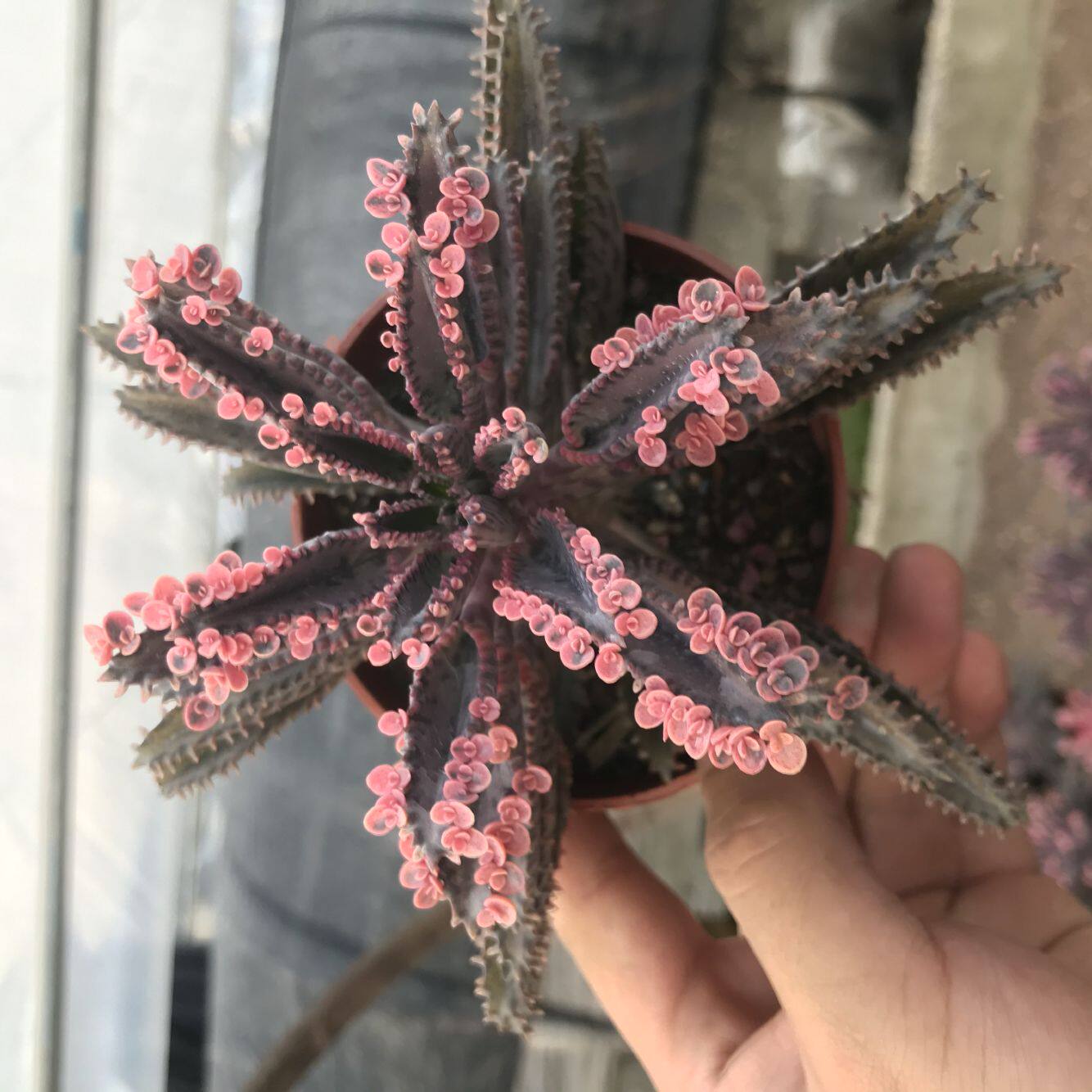 多肉不死死鸟大单头植物阳台办公室美观防辐射花卉多肉植物