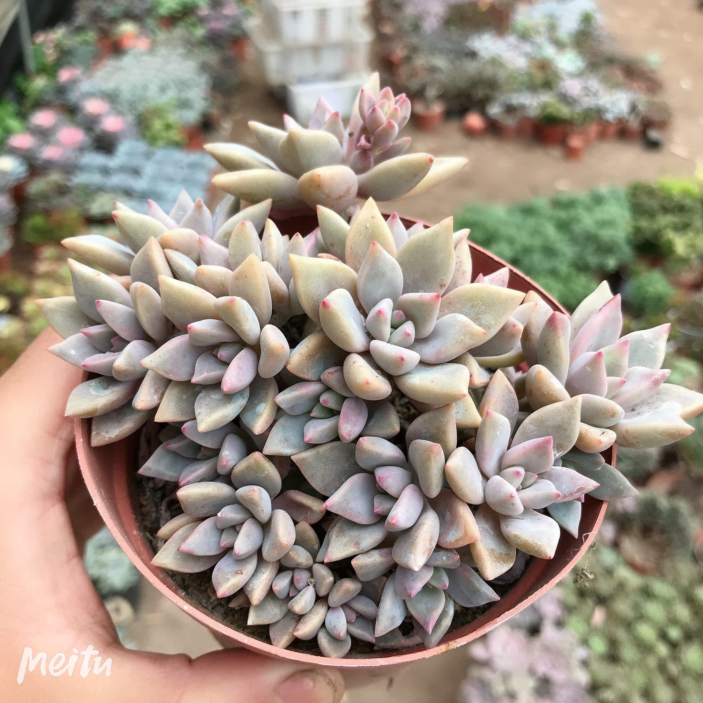 幽灵公主多头群生多肉植物办公室阳台多肉植物