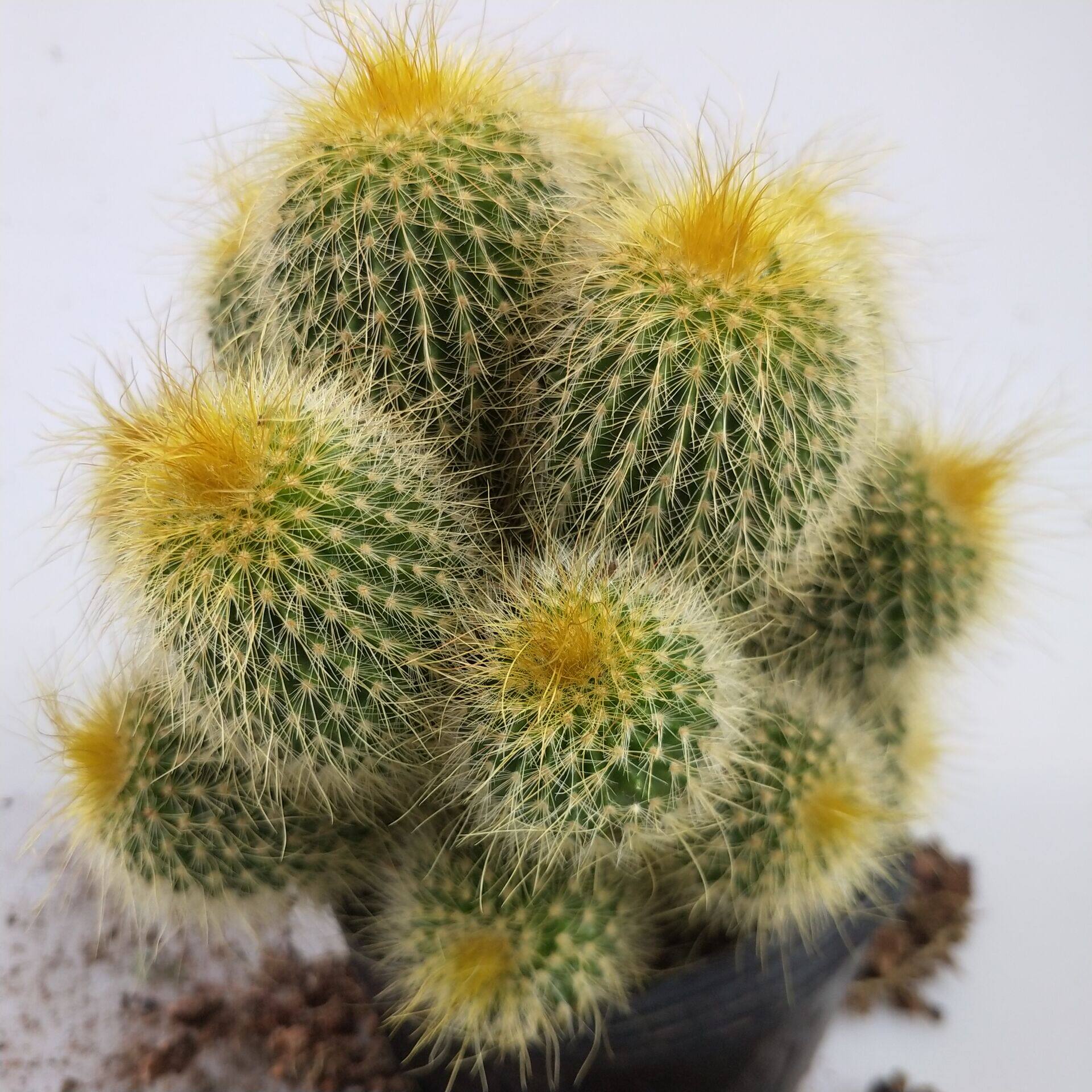 仙人张大叔大叔多肉金丝猴多头办公室防辐射多肉植物