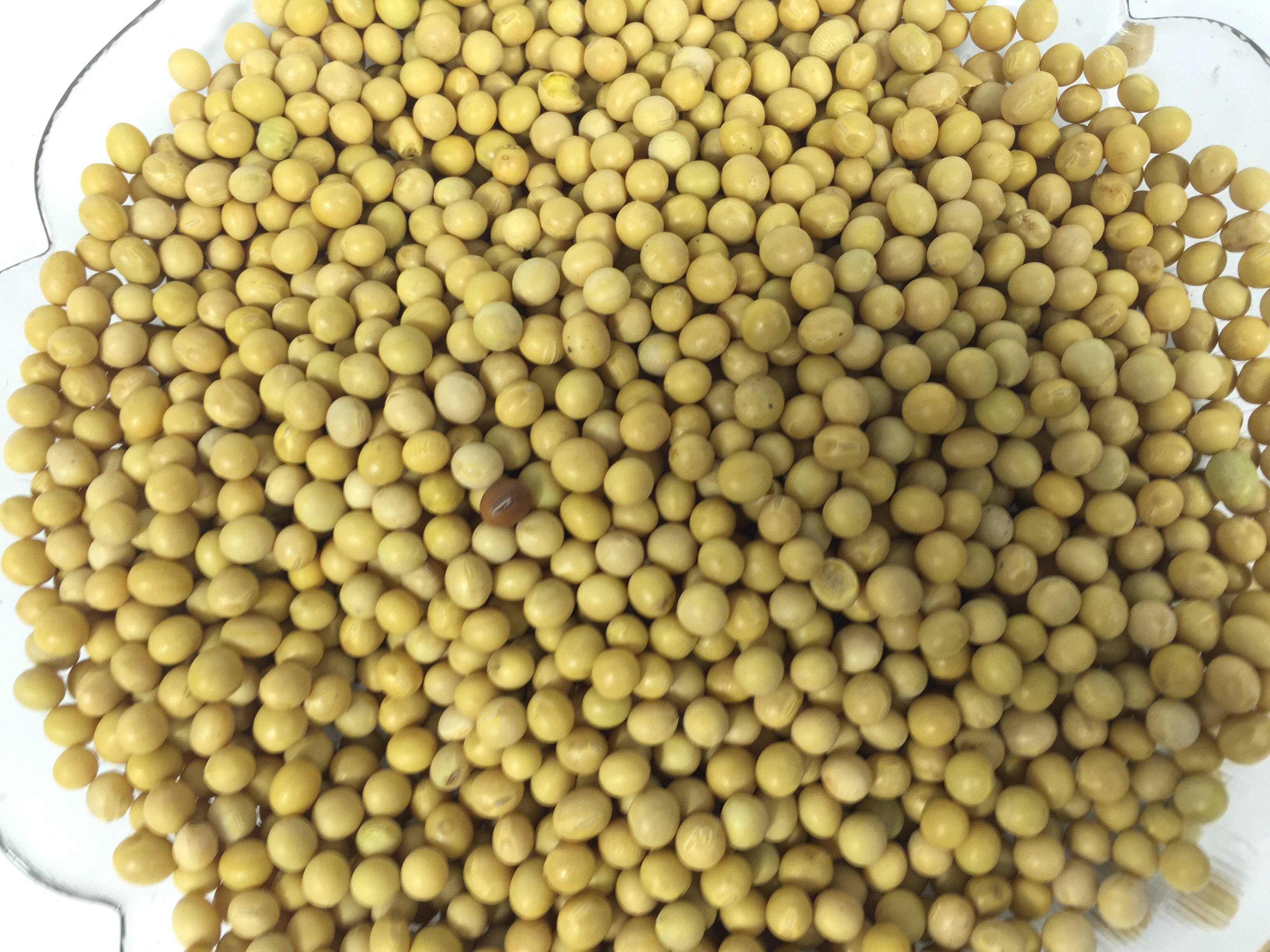 供应黄豆98斤产地直销东北豆腐黄豆