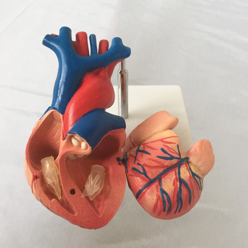 人体心脏解剖模型厂家直销促销医用教学可拆卸其他模型玩具