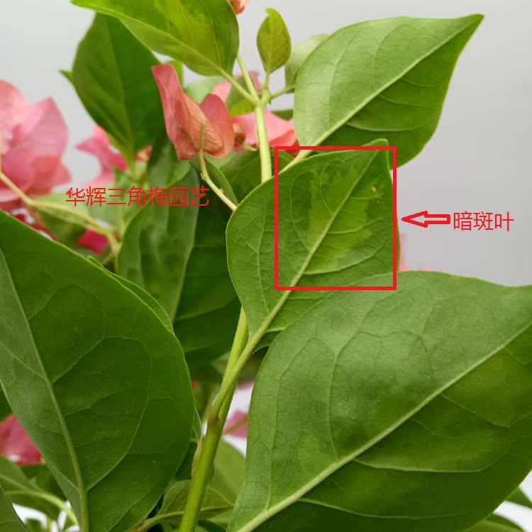 勤花暗斑夕阳红三角盆栽梅花盆景爬藤植物冬季花卉