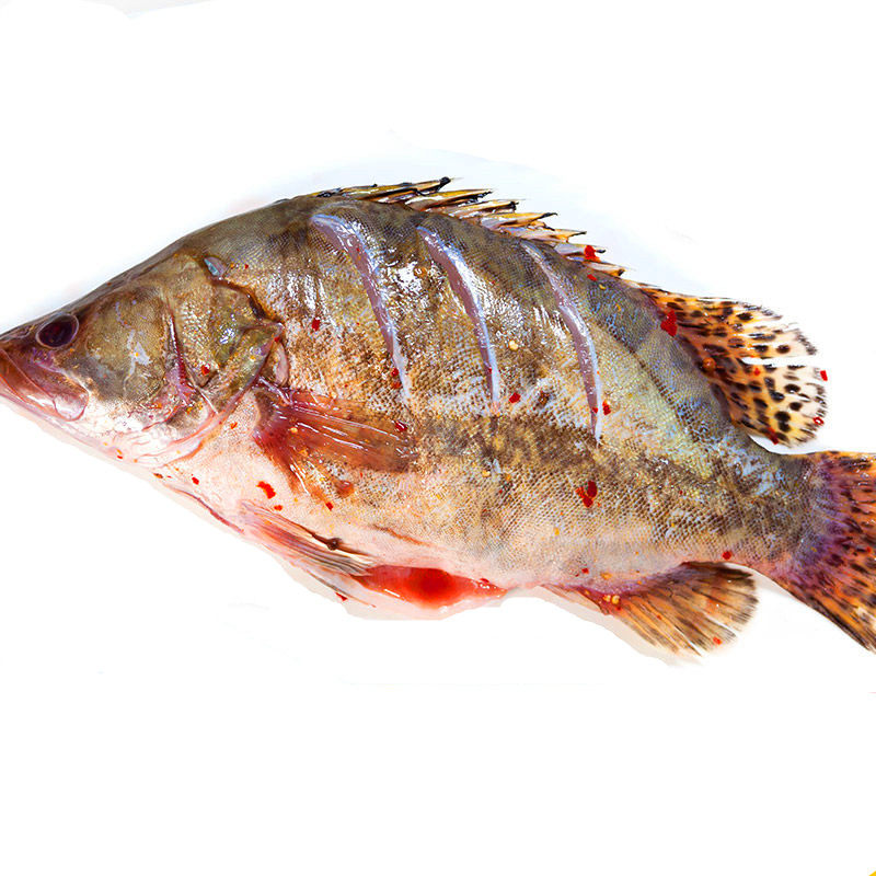 鳜鱼安徽特产正宗黄山桂鱼真空徽州净膛89两满淡水鱼类