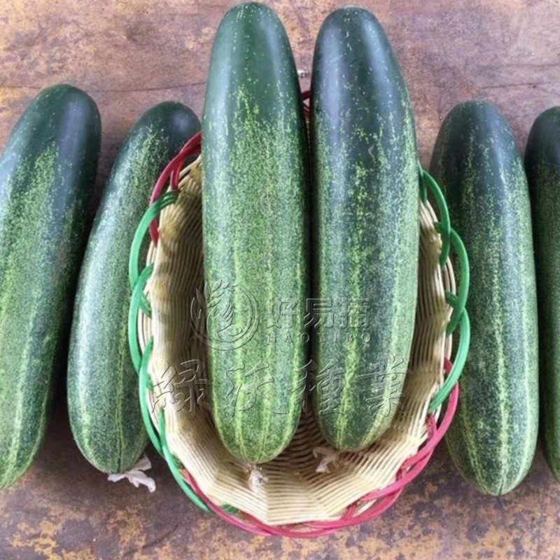 种子翡翠3号水果吊瓜黄瓜耐热肉质细嫩春秋家庭园艺种子
