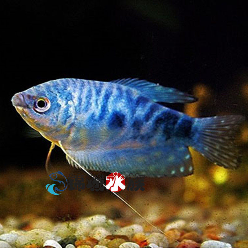 曼龙丽丽龙鱼蓝黄五彩小型热带鱼观赏鱼活体成都鱼