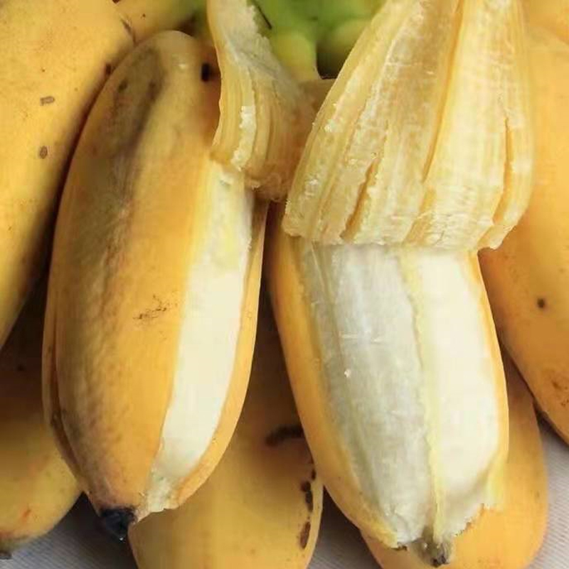 广西香蕉小米米蕉新鲜banana当季孕妇水果皇帝香蕉