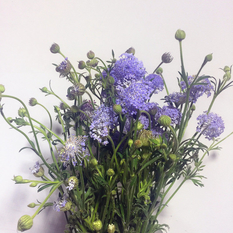 国产翠珠花鲜切花直批上海直发家用瓶插花期鲜花速递同城