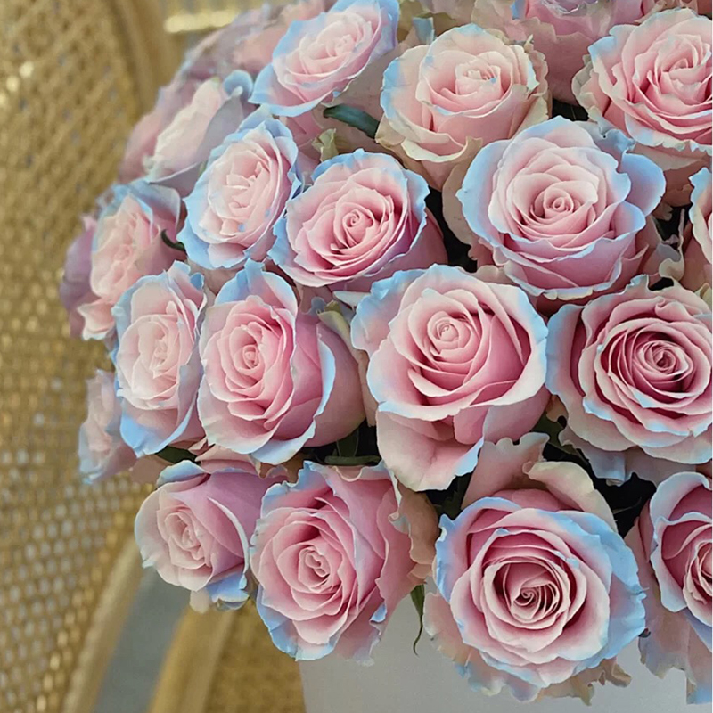 进口厄瓜多尔伊莎贝拉玫瑰鲜花直批上海发家用水插花鲜花速递(同城)