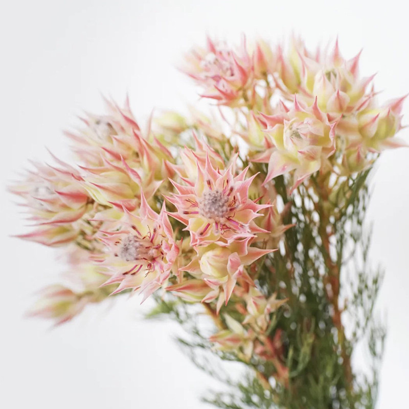 南非帝王花鲜花皇后公主花针垫花材水养插花鲜切花可做干花顺丰-mc