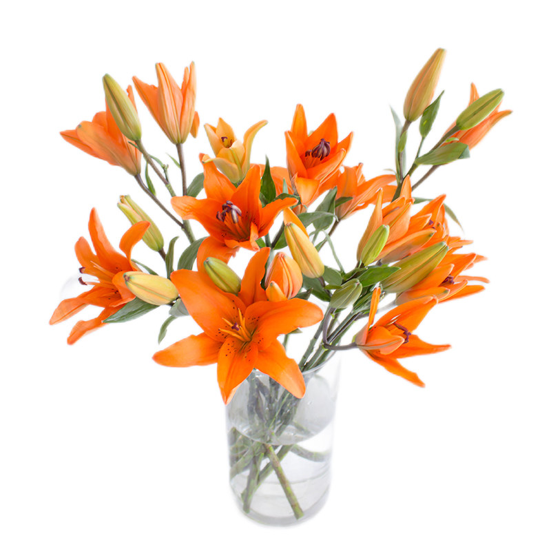 橘色百合鲜花上海直发无香小百合家用插花顺丰鲜花速递(同城)